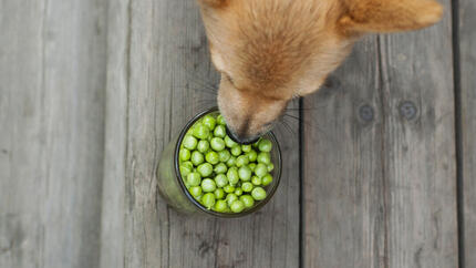 Can Dogs Eat Peas Read Before You Feed Purina